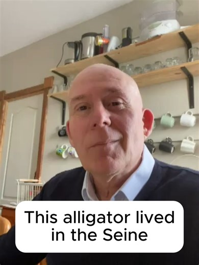 The aligator that lived in the seine Discovered in 1984 this reptile was moved to an aquarium in Brittany whereupon she lived to a ripe old age of 38 #france #paris