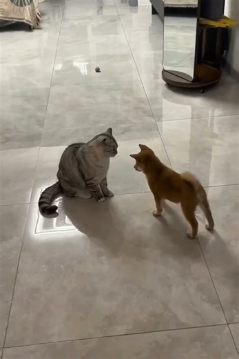 cat is overly dramatic 💀