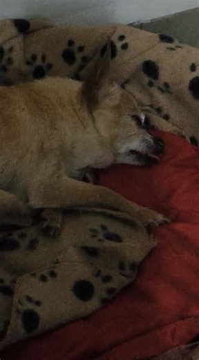 Chihuahuas Mexico on Reels