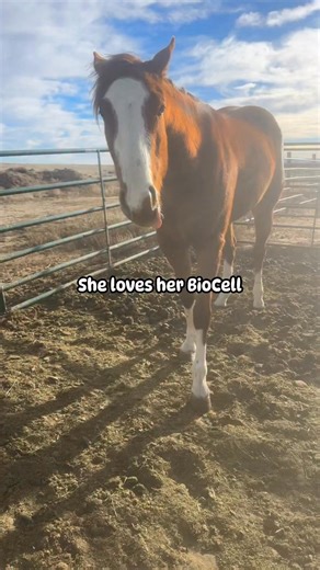 Jane Peterson | Miss Swagger is doing a little better. Still no swelling or heat but it hurts her when I touch her shoulder. She’s getting a heavy dose of... | Instagram