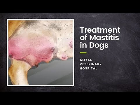 Treatment of mastitis in dogs _ Aliyan Veterinary Hospital