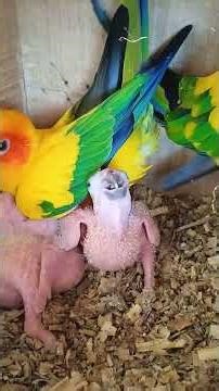 What is a parrot? What are its advantages and disadvantages? #birdlover #parrot #pet