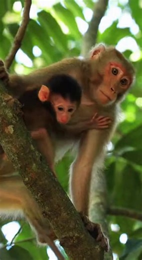 A curious baby monkey learning to explore the trees — nature is full of surprises | Monkey Vdo