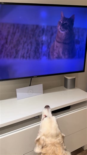 Guess we have to wait for the dog friendly version of the Battersea advert before donating 😀#goldenretriever #dog #dogsoftiktok #batterseadogandcatshome