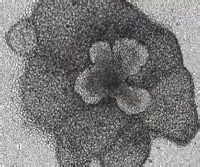 Explant Culture for Developmental Studies and Morphogenesis