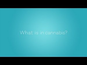 What is in Cannabis