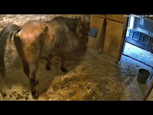 \"Horse taking a massive shit 4K UHD\" - #Horse pooping