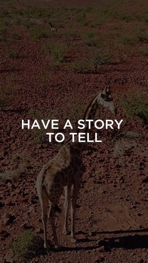 Desert Giraffe of Damaraland