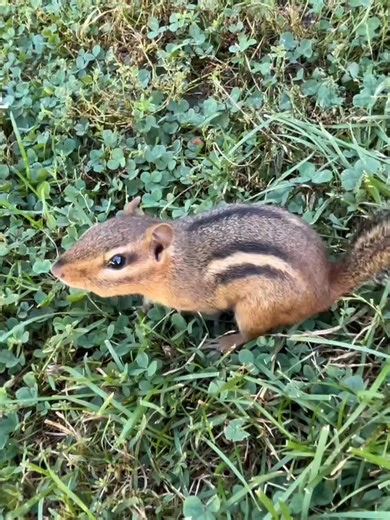 Delightful Peanut Butter Daydreams for ASMR Lovers