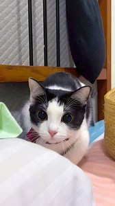 Episode 98 | Funny cat videos #funnycats #funnyanimals #funnypets #funny #cat #catsoftiktok #pet #animals #catlover #fyp #foryou #🤣🤣🤣 #PetsOfTikTok #cattok #fbreels23 #reelsvideoシ #viralreelsfbpage #fbpost2024 #fbreelsfypシ゚viral #viralvideoreelsfb #viralpage2024 #reelsfbviral #fbreels #fbreelsvideo #viralfb #viralbanget #viralreelsfb #viral_video #viralshorts #viralcontent #viralfacts #virtualassistant #reelsviralfb #reelsoftheday #reelstrending #reelsfyp #reelsvideos #reelit #reelsfypシ2023 #