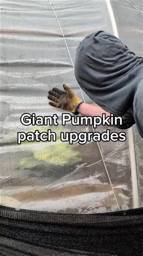 it's something to do with insects 🌱🎃 #giantpumpkin #gardening #plants #vegetables #pumpkin #asmr