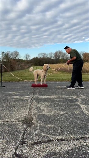 Pappy The Poodle on Instagram: "Jumping rope with Pappy. #dogsofinstagram #dogsmile #dogoftheday #dogtraining"