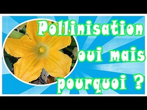 [TUTO] Comment polliniser la courgette ?