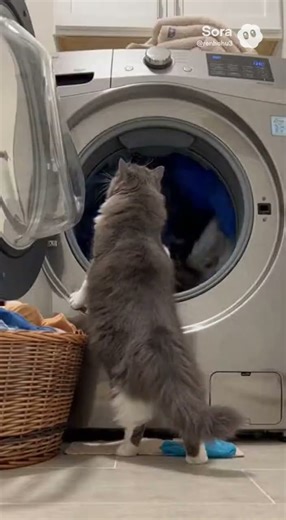 Cat Tries to "Help" with Laundry... Total Disaster Ensues! #cat #ragdollparcore #kitten #cute