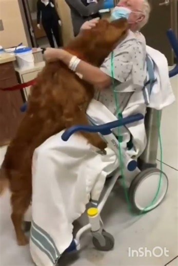 Golden Retriever Visits Owner in Hospital 🥺🐶 | Most Emotional Dog Love Story Ever!