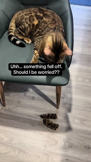 Understanding Molting: What Happens When Animals Shed