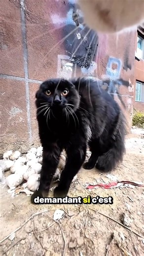 Tu te crois fort..jusquà Ragnar.💀Le frère tente,puis bug et decend.😂#Ragnar #vikings #chat #aventure