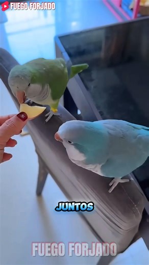 El Mejor Banquete Para Mis Mascotas - 2 🍎🤩