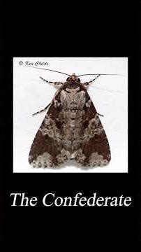 Moths that are ACTUALLY REAL ... but three !!!