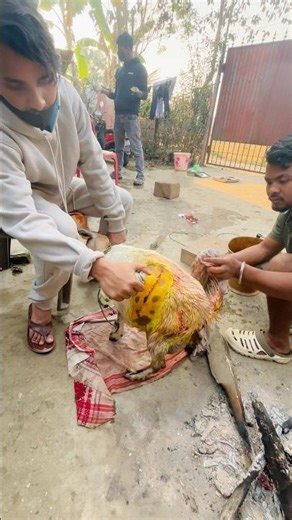 Goat c section || #goat #shortvideo