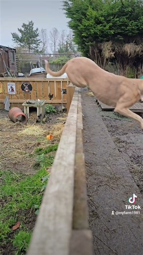 Lurcher Jumping #farmlife#rescue #lurcher #dogs #sanctuary #love #jumpingsong #rescuedog #rescue