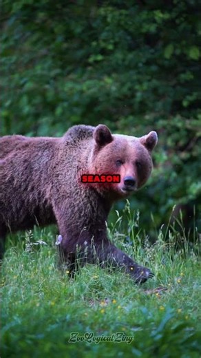 How Bears Map Thousands of Miles in Their Head #wildlife #nature #survival