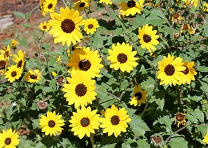The sunflowers with a thousand blooms: George’s Plant Pick of the Week