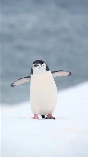 Chinstrap Penguins: The ‘Eyebrow’ Birds of Antarctica! 🐧❄️