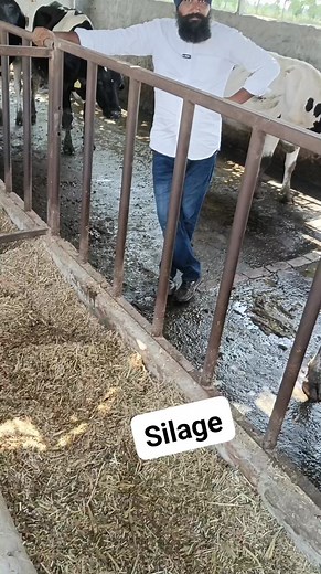 Silage #reels #cow #dairyfarm #silage | Farmer TV ਫਾਰਮਰ ਟੀਵੀ