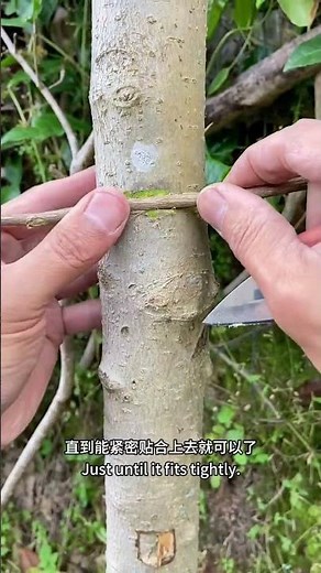 Branch approach grafting techniques