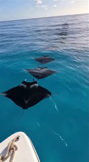 Mesmerizing Manta Ray Train Encounter