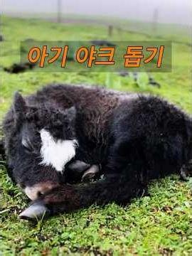 The mother cow tried to abandon her calf.#animals #animals