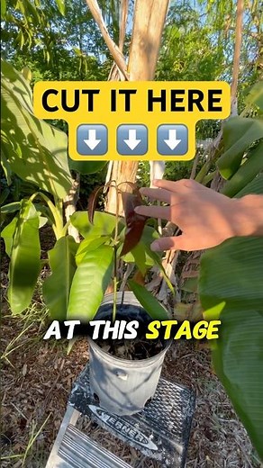 How to Prune Mango From Seedling (Learn This) “Seed to Fruit Series”