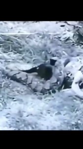 Snake catches dog eat | General Animal