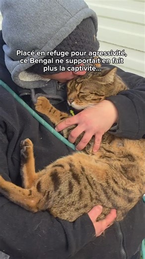 Orion, Bengal de 7 ans, est arrivé au refuge il y a quelques mois pour agressivité. Ses propriétaires avaient tout essayé : bilans médicaux, consultations comportementales, fleurs de Bach… rien n’y faisait. Au refuge, Orion a complètement changé. Sensible et timide au début, il a mis du temps à s’intégrer à la chatterie, mais aujourd’hui, c’est un vrai pot de colle, tendre et affectueux. La plupart des chats que nous accueillons ont connu des troubles du comportement ou de l’agressivité. Pour no