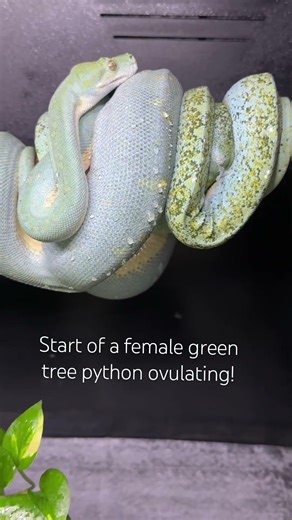 Start of a Female green tree pythons ovulation! #greentree #pythons #ovulation #education ation