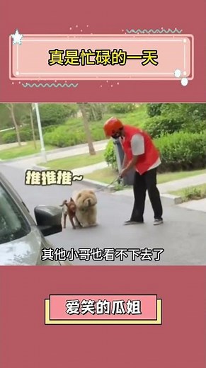 #狗是人类最忠诚的朋友 #松狮 #小动物们能有多治愈 #这种狗狗到底是谁在养 #跑腿