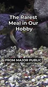 Did you know that by feeding PE Mysis, you’re actually helping the environment? These shrimp are an invasive species in British Columbia’s Lake Okanagan. Harvesting them helps protect the native Kokanee Salmon population! We catch them at night while they’re "gut-loaded" with nutrient-rich phytoplankton and flash-freeze them right on the boat. 🚢 https://www.saltwateraquarium.com/food/frozen-foods/pe-mysis/ It’s a win-win: ✅ You get the most nutrient-dense food on the planet. ✅ We help save a wi