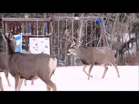 Breeding Season for Mule Deer