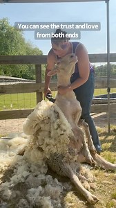 163K views · 3.1K reactions | Our sheep are shorn every spring to...