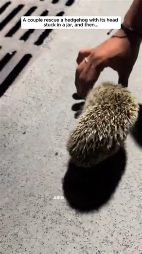 Prepare for an overload of cuteness! This tiny baby hedgehog is ready to steal your heart. Watch its adorable antics and share some love with this spiky little friend! | We Love All Pitpulls