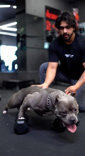 My American Bully doing push-ups in the gym! 🐕🔥
