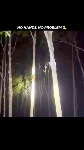 explain on Instagram: "Scarface, the famous lion from Kenya’s Maasai Mara National Reserve, died on June 11, 2021 at the age of 13 or 14. He died from natural causes, likely due to old age and starvation.... .. .. .. .. #lionking #lion #disney #lions #simba #thelionking #lioness #king #wildlife #lionsofinstagram #animals #love #nature #hakunamatata #africa #wildlifephotography #liontattoo #safari #art #lioncub #mufasa #lionlove #bigcats #nala #lioncubs #cat #lionguard #animal #kenya #maasaimara"