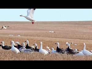 Snow Geese Feeding