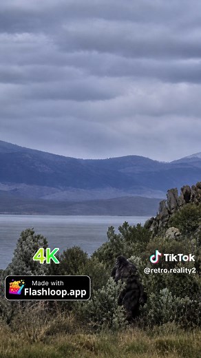 #4k #ufo #alien #bigfoot #flashloop