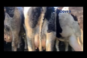 1K views · 25 reactions | Dovea Dairy Series: Peter Corcoran farms a...