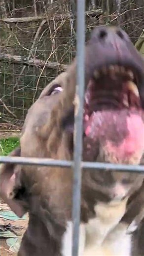 Selective Breeding of Non Aggressive #americanbully