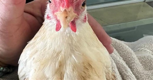 More than 100 animals, including pet cockroaches, rescued after Nixon Fire