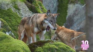 This wolf’s body language says more than a snarl