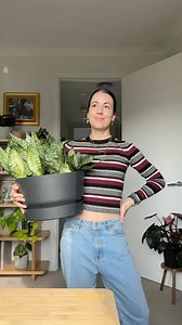 Snake Plant Repotting! A reminder that your plants growing too well can cause issues 🥲 this snake plant was thriving which means she outgrew her pot and was getting a little squished. Breaking her up and giving her a new pot and soil will save her. Here’s a quick rundown of the repot: 💦Choose a bigger pot! I’m using a self watering one. 🪨Use a well-draining potting mix to prevent waterlogged soil 🐍Remove the Sansevieria plant from its old pot and break up if needed 🍌Remove any soggy leaves 